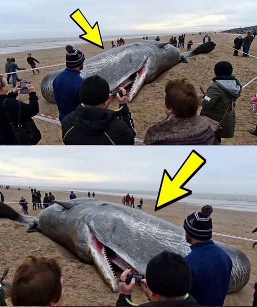 What They Found in the Stomach of This Sperm Whale Shocked the Entire ...