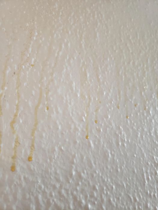 Yellow Stuff Starts Dripping Down Your Bathroom Walls? Here’s What It ...